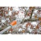 Stihl HTA 50 w/ AK 20 and AL 101 Charger